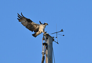 California osprey landing on sailboat mast.