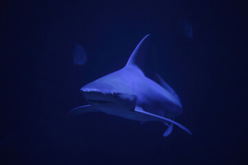 Obraz premium Dangerous predator white big shark. Blue underwater diving jaws