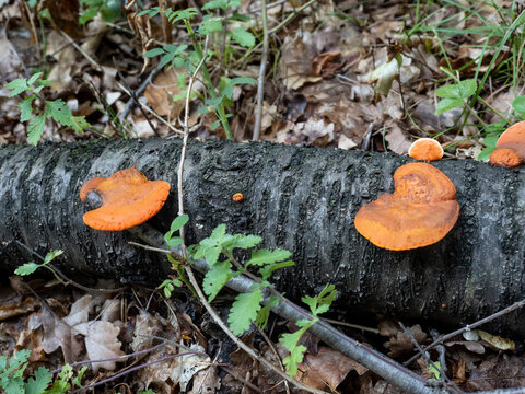 Orange Pycnoporus Moshroom on a rotting tree trunk.