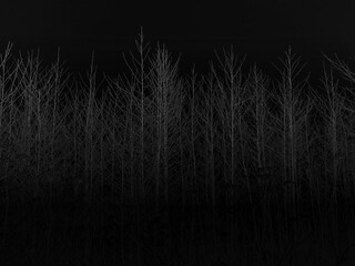 Fototapeta Czarne tło drzewa obraz