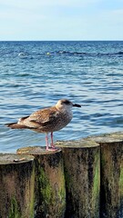 seagull on the water