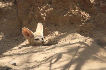 Simpático zorro del desierto con grandes orejas asoma cabeza por madriguera