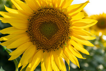 Close-up photo of a sunflower with a heart in the middle