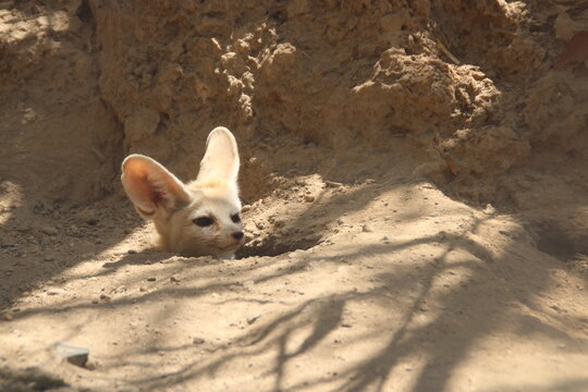 Simp&aacute;tico zorro del desierto con grandes orejas asoma cabeza por madriguera