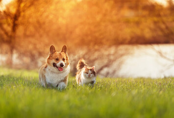 fluffy friends a cat and a corgi dog run merrily and quickly through a blooming meadow on a sunny...