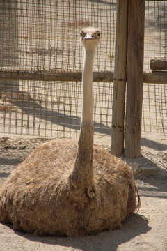 Cuello de avestruz