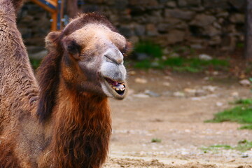 Obraz premium Trampeltier