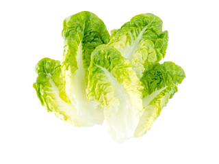 Green lettuce salad leaves isolated transparent png