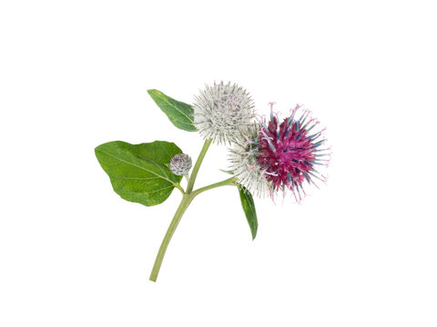 Burdock or arctium flowers and leaves isolated transparent png