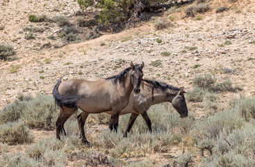 Fototapeta premium Wild Horses in Summer in Montana
