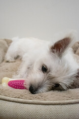 white puppy chewing toy on bed - Westie playing sleeping cute dog pet pink bone