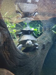 Water Natural environment Organism Wood Vegetation Grass