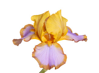 Single yellow, brown and purple flower of bearded iris (Iris germanica) cultivar Brown Lasso...