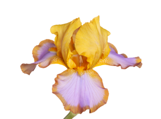 Single yellow, brown and purple flower of bearded iris (Iris germanica) cultivar Brown Lasso isolated