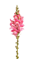 Single stem with pink flowers of snapdragon (Antirrhinum majus) isolated