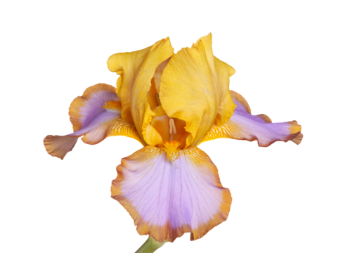 Single yellow, brown and purple flower of bearded iris (Iris germanica) cultivar Brown Lasso isolated