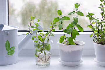Rooting of mint on window sill