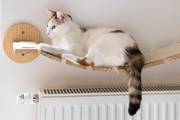 Sweet Cat lying on a hot radiator at home, the concept of rising apartment heating prices in the...