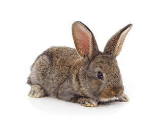 Obraz premium Little brown rabbit is lying.