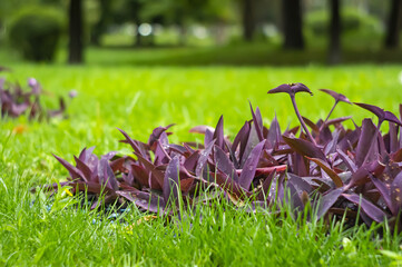 A large bush Tradescantia pallida grows on a flowerbed outdoors near the fence. Decorative climbing plant with purple leaves and stems on a brick wall background
