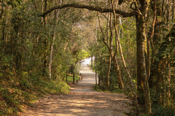 footpath in the park