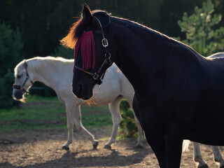 Koń narowisty czerwoną przesłoną na oczach na tle białego rumaka