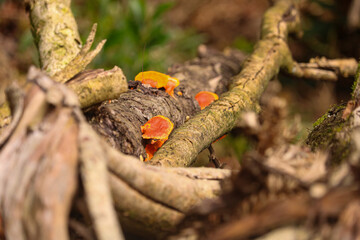 orange mushroom