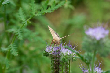 Night butterflies on phacelia flowers. Insects. Noctuidae. Close up.