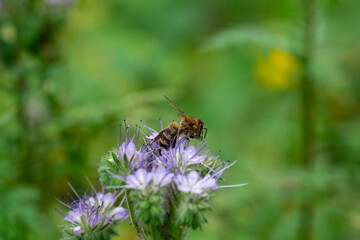 Cute bright bee on a phacelia flower. Insects. Close up.
