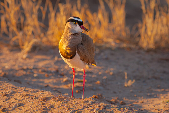 Full body portrait of Crowned Lapwing (Vanellus coronatus) adult standing on sand at sunrise