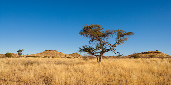 Panorama of typical landscape in central namibia; dry savanna with rolling hills and Camelthorn trees