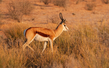 Springbok (Antidorcas marsupialis) walking on savanna at sunrise in Kgalagadi National Park, South-Africa.  - obrazy, fototapety, plakaty