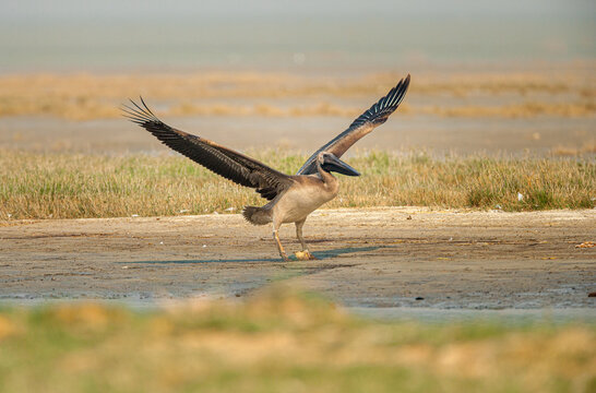 Juvenile Great white pelican (pelecanus onocrotalus) trying to fly for the first time, Makgadikgadi saltpan in Botswana