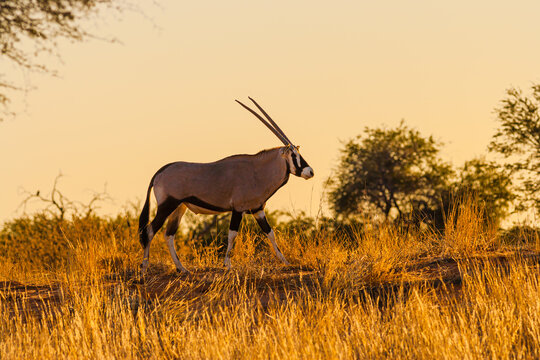 Gemsbok (Oryx gazella) walking on savanna in backlight at sunrise in Kgalagadi National Park, South Africa
