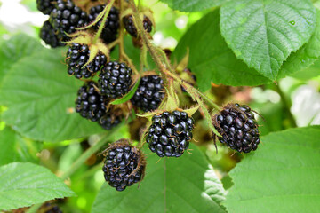 Close up of beautiful ripe wild blackberries growing on a branch in the forest