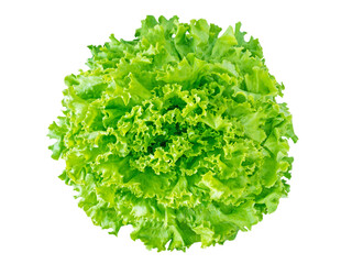 Green batavia lettuce salad head top view isolated transparent png - obrazy, fototapety, plakaty