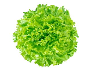 Gordijnen Green batavia lettuce salad head top view isolated transparent png © photohampster