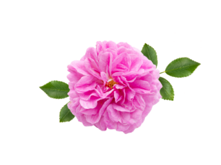 Pink double antique rose with leaves isolated transparent png