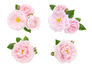 Pink roses and buds set isolated transparent png