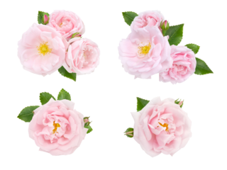Pink roses and buds set isolated transparent png
