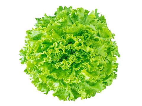 Green Batavia Lettuce Salad Head Top View Isolated Transparent Png