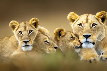 Fototapeten lion and lioness © Demencial Studies