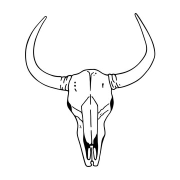 Hand drawn sketch of the skull of a buffalo