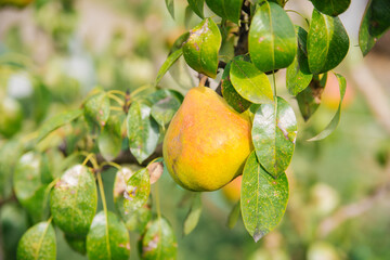 Large pears on trees in the garden. Autumn seasonal harvest. Yellow ripe pears on a branch in the garden. Organic farming, gardening.