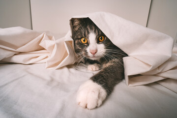 Funny playful cat under white sheet in bed.