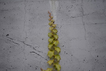 Lush green vines growing on side of weathered old concrete wall, Ivy on concrete Fence green ivy, green fence, concrete fence background, texture, concrete, gradient 