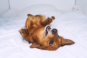 Funny crazy brown dog lying on the white bed. Happy playful dachshund dog having fun