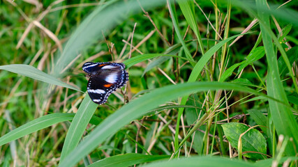 Wild butterflies in the plantation area