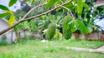 close-up of young soursop fruit