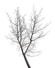 small maple bare branches isolated on white